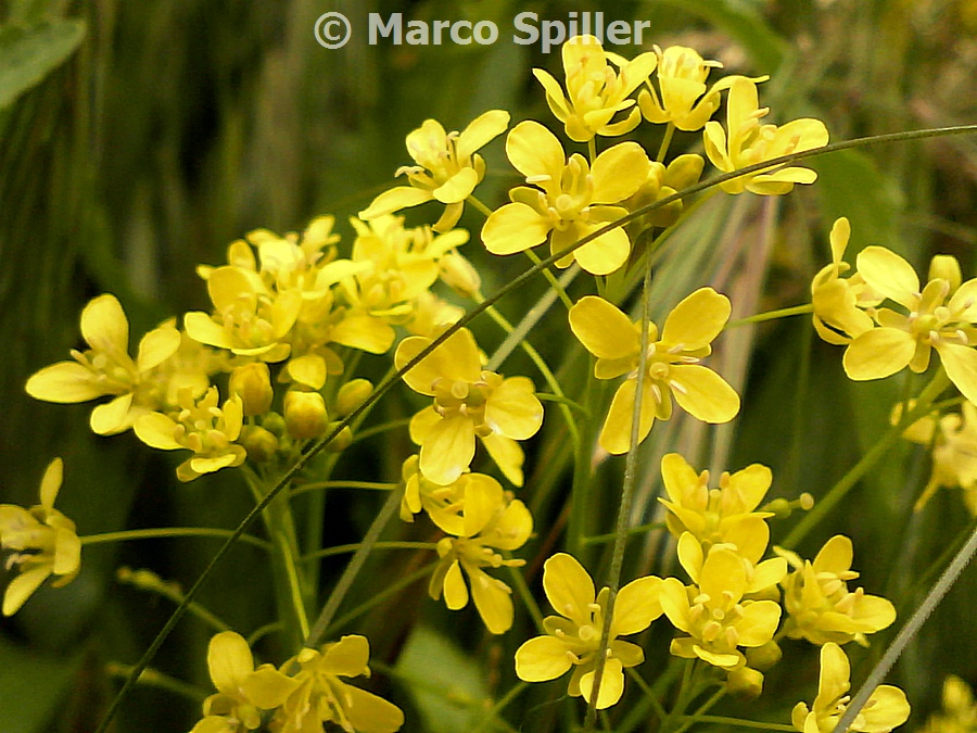 Piccoli fiori gialli da identificare